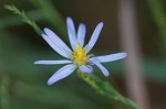 Scaleleaf aster