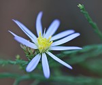 Scaleleaf aster