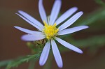 Scaleleaf aster