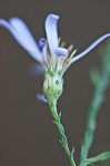 Scaleleaf aster