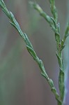 Scaleleaf aster