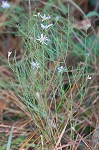 Scaleleaf aster