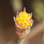 Scaleleaf aster