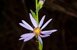 Smooth blue aster