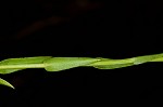 Smooth blue aster