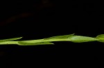 Smooth blue aster