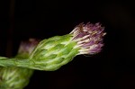 Smooth blue aster