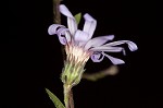 Late purple aster