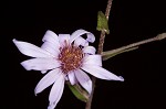 Late purple aster