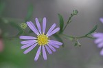 Late purple aster