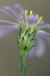 Late purple aster