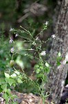 Late purple aster