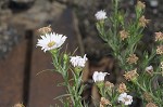 White oldfield aster