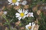 White oldfield aster