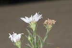 White oldfield aster