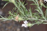 White oldfield aster