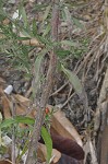 White oldfield aster