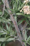 White oldfield aster