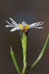 Perennial saltmarsh aster