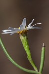 Perennial saltmarsh aster