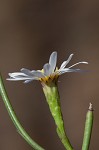 Perennial saltmarsh aster