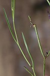 Perennial saltmarsh aster