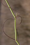 Perennial saltmarsh aster