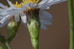 Perennial saltmarsh aster