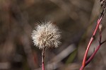 Perennial saltmarsh aster