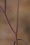 Perennial saltmarsh aster