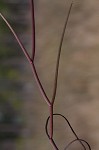 Perennial saltmarsh aster