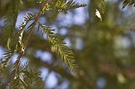 Baldcypress