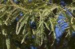 Baldcypress