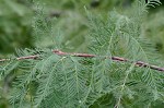 Baldcypress