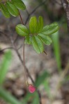 Scurf hoarypea