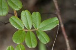 Scurf hoarypea