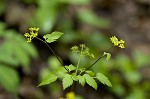 Hairyjoint meadowparsnip <BR>Hairy meadowparsnip
