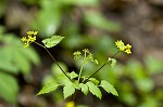 Hairyjoint meadowparsnip <BR>Hairy meadowparsnip