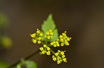 Hairyjoint meadowparsnip <BR>Hairy meadowparsnip