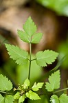 Hairyjoint meadowparsnip <BR>Hairy meadowparsnip