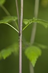 Hairyjoint meadowparsnip <BR>Hairy meadowparsnip