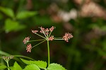 Purple meadowparsnip