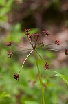 Purple meadowparsnip