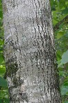 American basswood