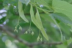 American basswood