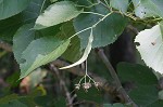 American basswood