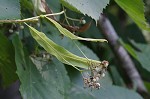 American basswood