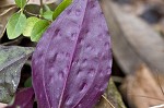 Cranefly orchid