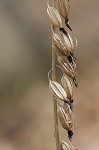 Cranefly orchid