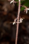 Cranefly orchid